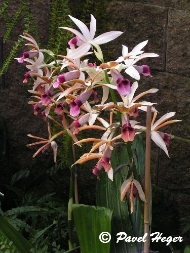Phaius tankervilleae